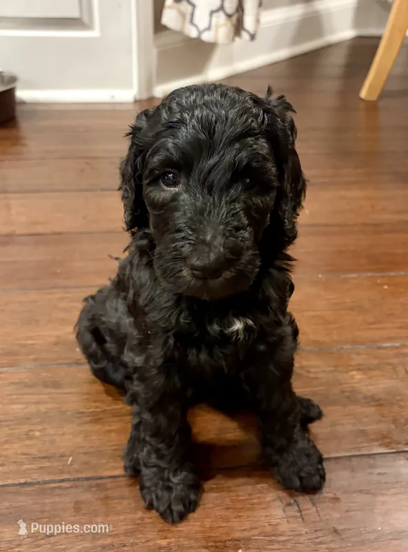 Spartan – Goldendoodle, Labradoodle puppy on hold in Virginia Beach, VA