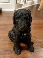 Spartan, a male Goldendoodle and Labradoodle for sale in Virginia Beach, VA – 1 of 3