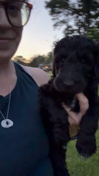 Lou, a female Goldendoodle and Labradoodle for sale in Virginia Beach, VA – 3 of 3