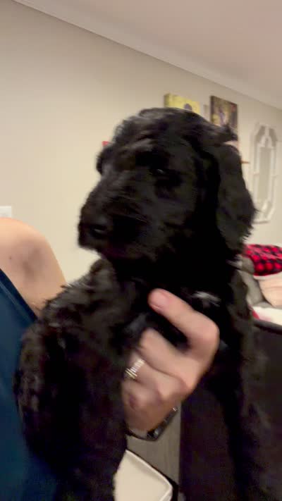 Spartan, a male Goldendoodle and Labradoodle for sale in Virginia Beach, VA – 3 of 3