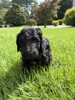 Spartan, a male Goldendoodle and Labradoodle for sale in Virginia Beach, VA – 2 of 3