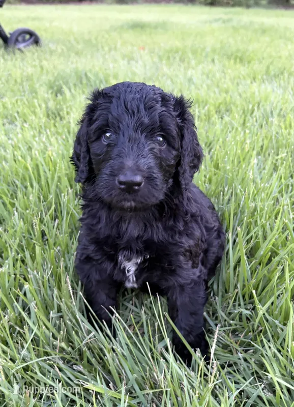 Lyndy – Goldendoodle, Labradoodle puppy for sale in Virginia Beach, VA