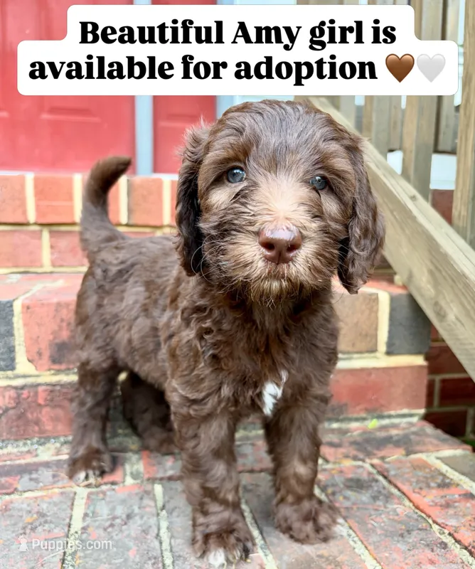 Amy – Goldendoodle, Labradoodle puppy for sale in Virginia Beach, VA