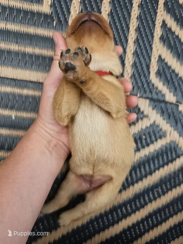 Helen ♥️ Fox Red English Lab – Labrador Retriever puppy for sale in Goshen, IN