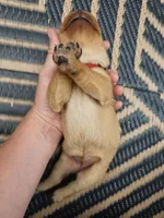 Helen ♥️ Fox Red English Lab, a female Labrador Retriever for sale in Goshen, IN – 1 of 2