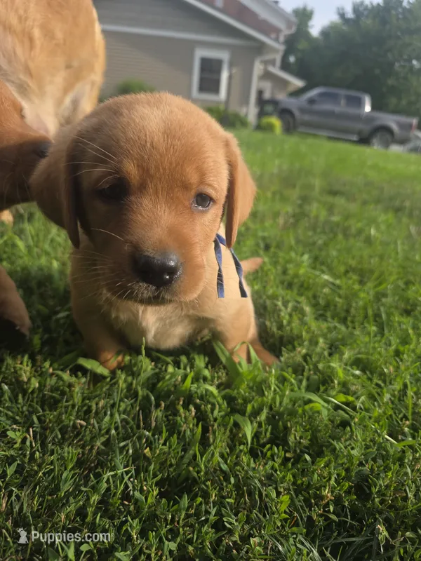 Harris 💙 Fox Red English Lab – Labrador Retriever puppy for sale in Goshen, IN