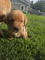 Harris 💙 Fox Red English Lab, a male Labrador Retriever for sale in Goshen, IN – 1 of 4
