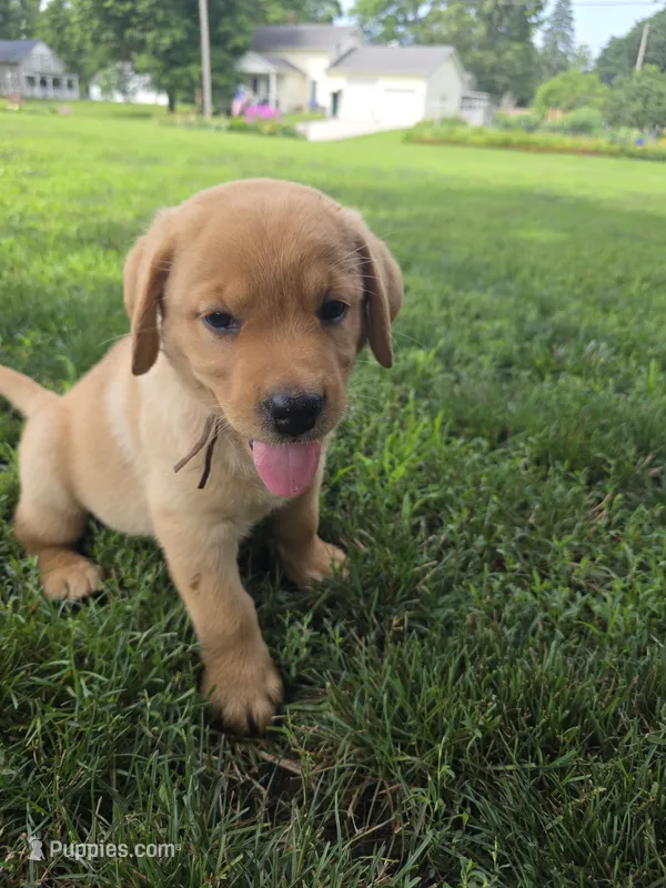Harlen 🤎 Fox Red English Lab – Labrador Retriever puppy for sale in Goshen, IN