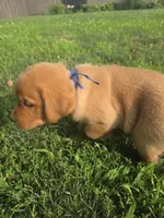 Harris 💙 Fox Red English Lab, a male Labrador Retriever for sale in Goshen, IN – 4 of 4