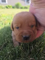 Heath 💚 Fox Red English Lab, a male Labrador Retriever for sale in Goshen, IN – 2 of 2