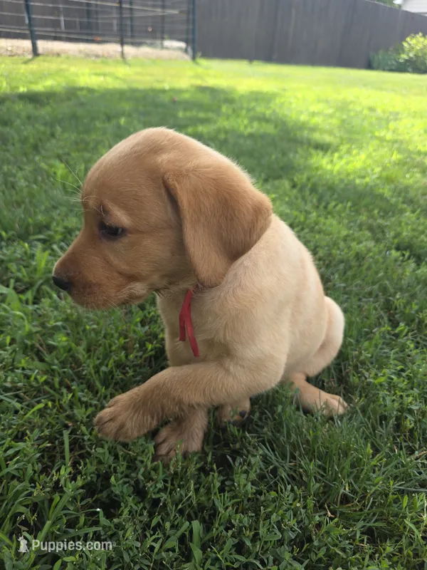 Helen ♥️ Fox Red English Lab – Labrador Retriever puppy for sale in Goshen, IN