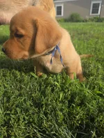 Harris 💙 Fox Red English Lab, a male Labrador Retriever for sale in Goshen, IN – 2 of 4