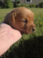 Harris 💙 Fox Red English Lab, a male Labrador Retriever for sale in Goshen, IN – 3 of 3