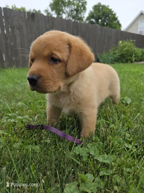 Hazel 💜 Fox Red English Lab – Labrador Retriever puppy for sale in Goshen, IN