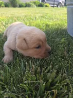 Harlen 🤎 Fox Red English Lab, a male Labrador Retriever for sale in Goshen, IN – 1 of 1