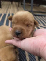 Harris 💙 Fox Red English Lab, a male Labrador Retriever for sale in Goshen, IN – 2 of 3