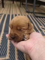 Heath 💚 Fox Red English Lab, a male Labrador Retriever for sale in Goshen, IN – 1 of 2