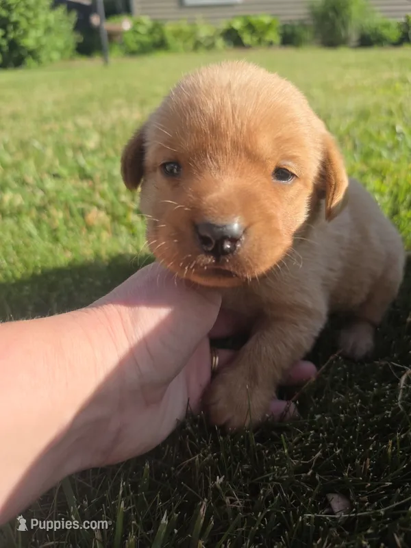 Hazel 💜 Fox Red English Lab – Labrador Retriever puppy for sale in Goshen, IN