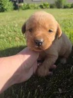 Hazel 💜 Fox Red English Lab, a female Labrador Retriever for sale in Goshen, IN – 1 of 2