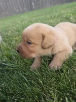 Helen ♥️ Fox Red English Lab, a female Labrador Retriever for sale in Goshen, IN – 2 of 2
