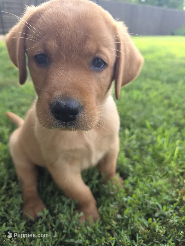 Harris 💙 Fox Red English Lab – Labrador Retriever puppy for sale in Goshen, IN