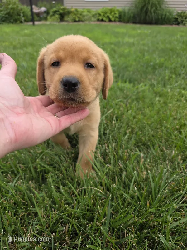 Helen ♥️ Fox Red English Lab – Labrador Retriever puppy for sale in Goshen, IN