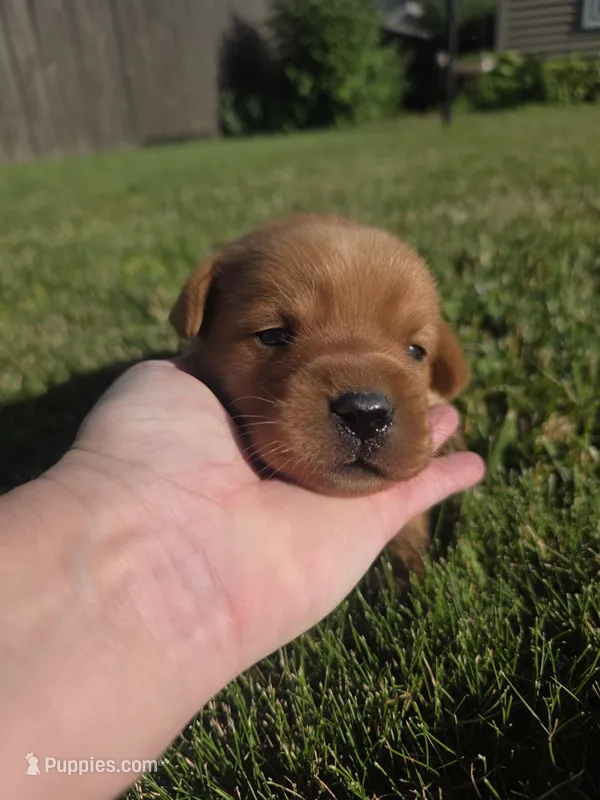 Harris 💙 Fox Red English Lab – Labrador Retriever puppy for sale in Goshen, IN