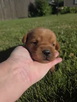 Harris 💙 Fox Red English Lab, a male Labrador Retriever for sale in Goshen, IN – 1 of 3