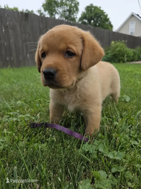 Hazel 💜 Fox Red English Lab – Labrador Retriever puppy for sale in Goshen, IN