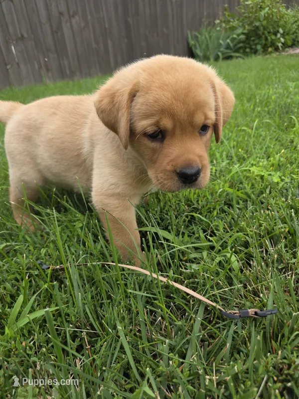 Harlen 🤎 Fox Red English Lab – Labrador Retriever puppy for sale in Goshen, IN
