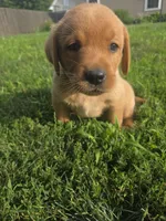 Harris 💙 Fox Red English Lab, a male Labrador Retriever for sale in Goshen, IN – 3 of 4