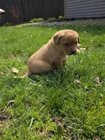 Grits 🖤 Fox Red English Lab, a male Labrador Retriever for sale in Goshen, IN – Photo 9 of 10