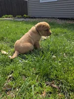 Grits 🖤 Fox Red English Lab, a male Labrador Retriever for sale in Goshen, IN – Photo 8 of 10