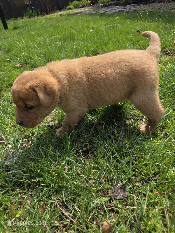 Grits 🖤 Fox Red English Lab – Labrador Retriever puppy for sale in Goshen, IN
