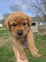 Grits 🖤 Fox Red English Lab, a male Labrador Retriever for sale in Goshen, IN – Photo 4 of 10