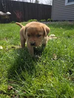 Grits 🖤 Fox Red English Lab, a male Labrador Retriever for sale in Goshen, IN – Photo 6 of 10