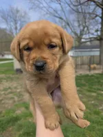 Grits 🖤 Fox Red English Lab, a male Labrador Retriever for sale in Goshen, IN – Photo 3 of 10