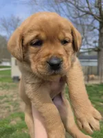 Grits 🖤 Fox Red English Lab, a male Labrador Retriever for sale in Goshen, IN – Photo 2 of 10