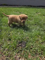 Grits 🖤 Fox Red English Lab, a male Labrador Retriever for sale in Goshen, IN – Photo 10 of 10