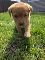 Grits 🖤 Fox Red English Lab, a male Labrador Retriever for sale in Goshen, IN – Photo 7 of 10