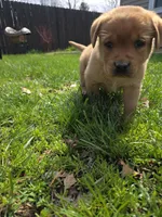 Grits 🖤 Fox Red English Lab, a male Labrador Retriever for sale in Goshen, IN – Photo 5 of 10
