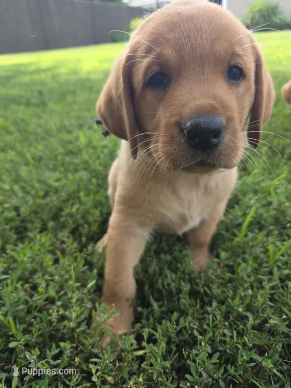 Hazel 💜 Fox Red English Lab – Labrador Retriever puppy for sale in Goshen, IN
