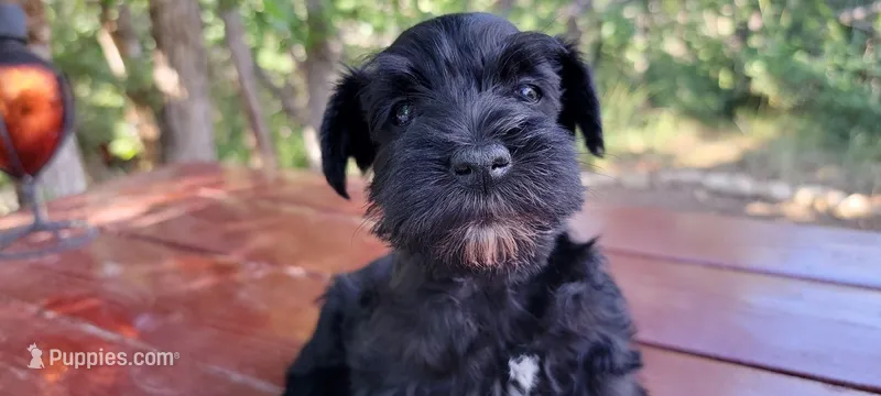 Walter – Miniature Schnauzer puppy for sale in Saratoga Springs, UT