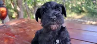 Walter, a male Miniature Schnauzer for sale in Saratoga Springs, UT – 1 of 2