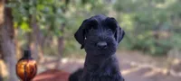 Sabine – AKC Black Giant Schnauzer Puppy | Russian Champion Lines, a female Giant Schnauzer for sale in Saratoga Springs, UT – 3 of 8