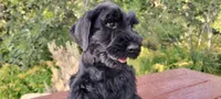 Vesper – AKC Black Giant Schnauzer Puppy | Russian Champion Lines, a female Giant Schnauzer for sale in Saratoga Springs, UT – 4 of 9