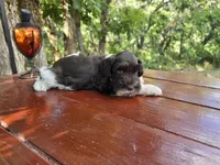 River , AKC miniature schnauzer, a male Miniature Schnauzer for sale in Saratoga Springs, UT – 6 of 8