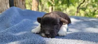 Socks, AKC imported champion lines, a male Miniature Schnauzer for sale in Saratoga Springs, UT – 2 of 5