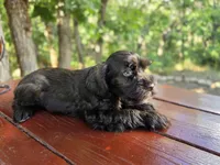 Harry — AKC Liver Miniature Schnauzer, Ready Now, a male Miniature Schnauzer for sale in Saratoga Springs, UT – 7 of 7