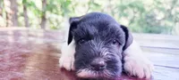River, a male Miniature Schnauzer for sale in Saratoga Springs, UT – 1 of 3